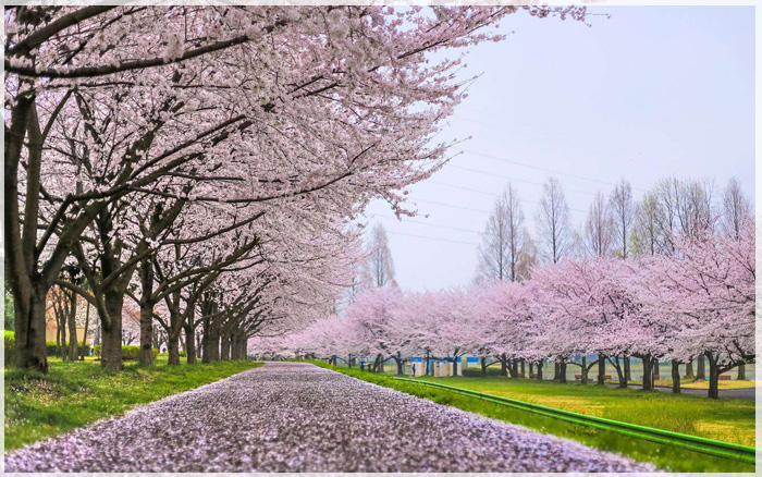TOUR CANANDA TỪ HÀ NỘI TP HỒ CHÍ MINH 2026  VANCOUVER~VICTORIA~ NÚI TUYẾT WHISLER ~ MONTREAL QUEBEC CITY~ OTTAWA ~ TORONTO ~ NIAGARA FALLS